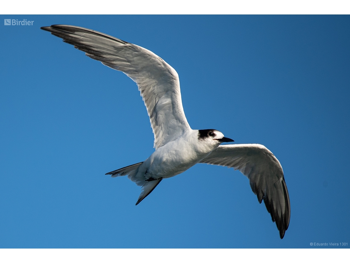 Sterna hirundo