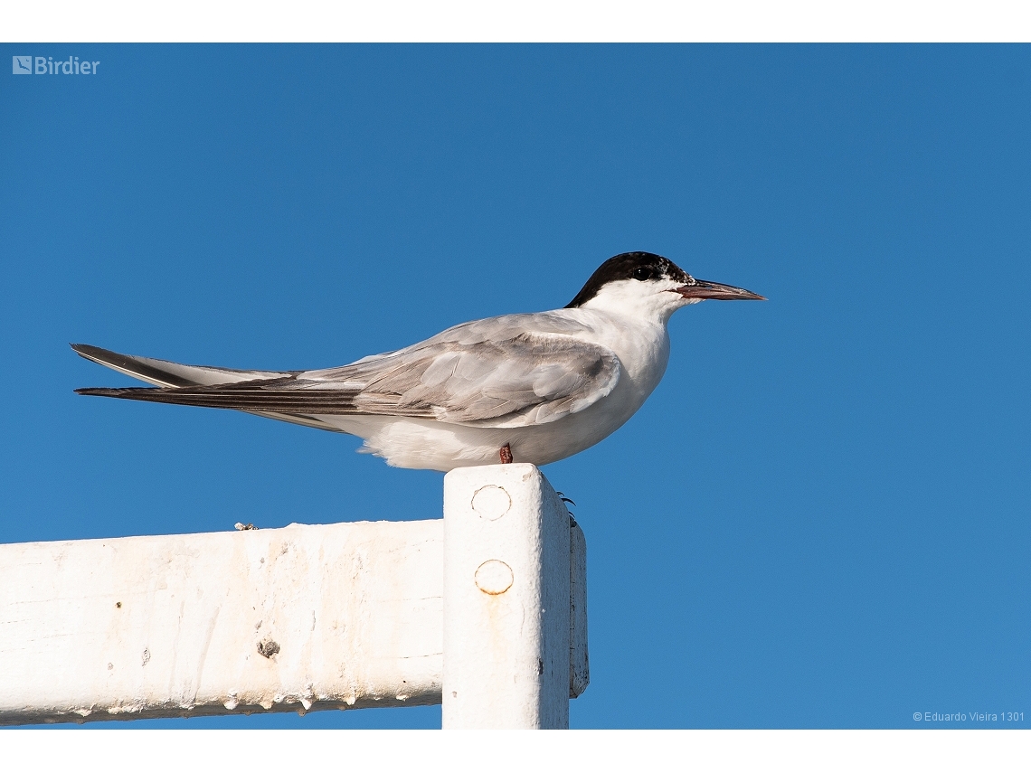 Sterna hirundo