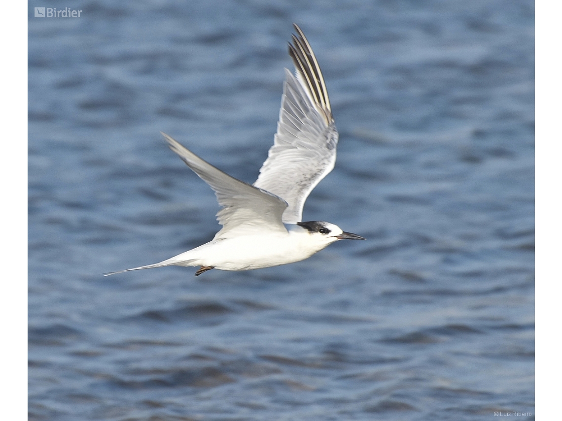 Sterna hirundo