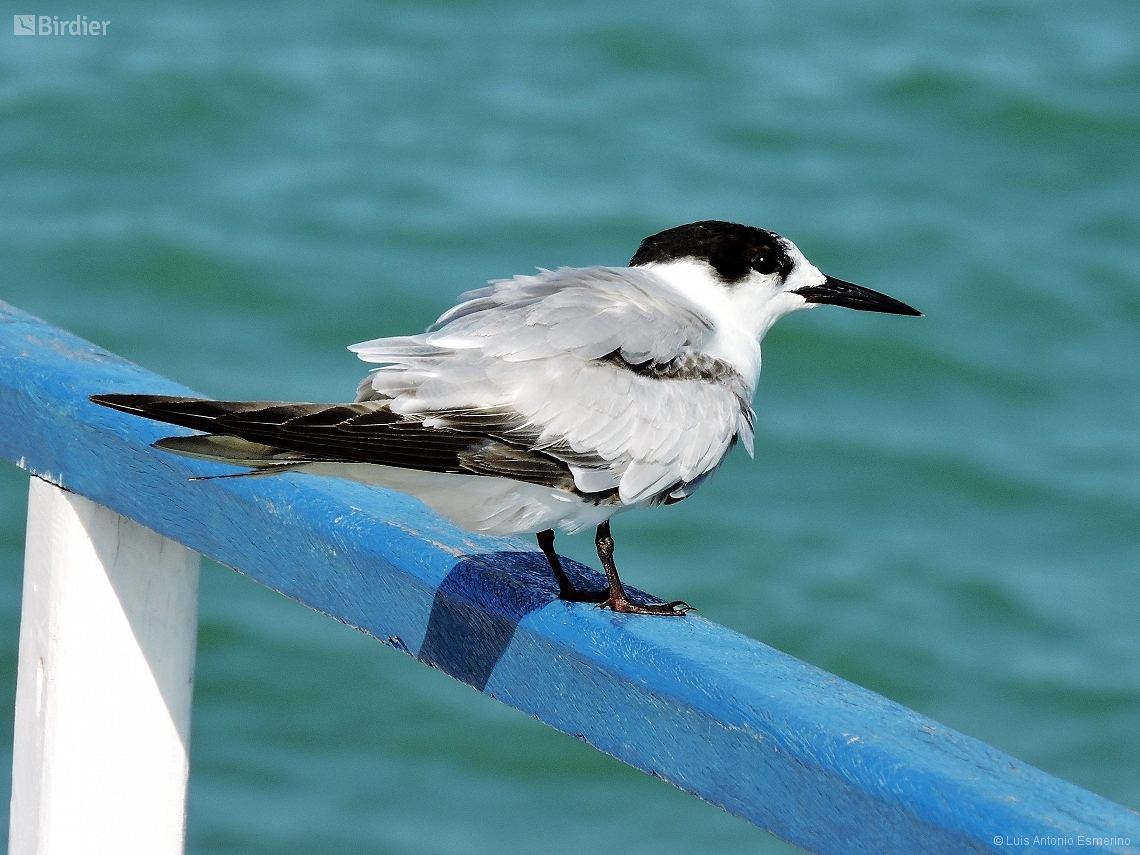 Sterna hirundo