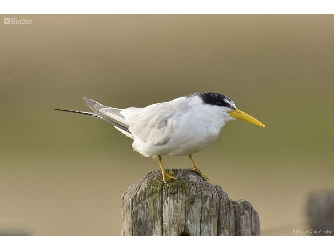 Sternula superciliaris