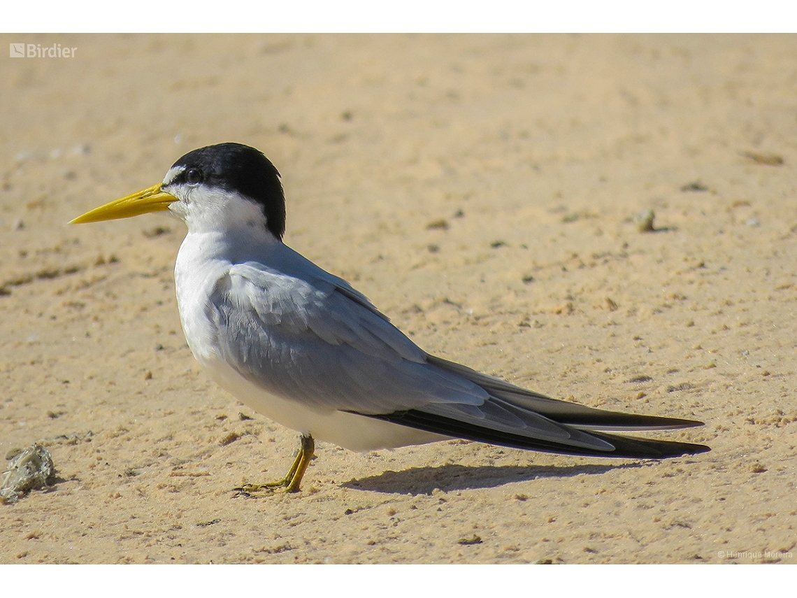 Sternula superciliaris