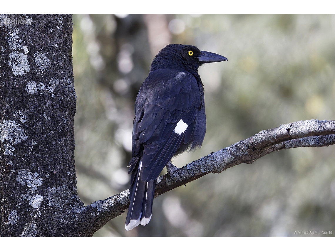 Strepera versicolor