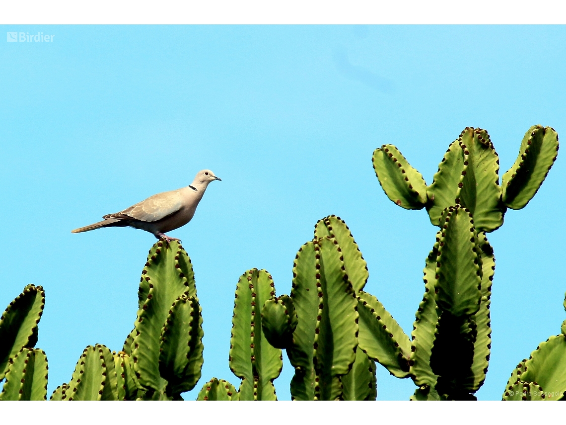 Streptopelia decaocto