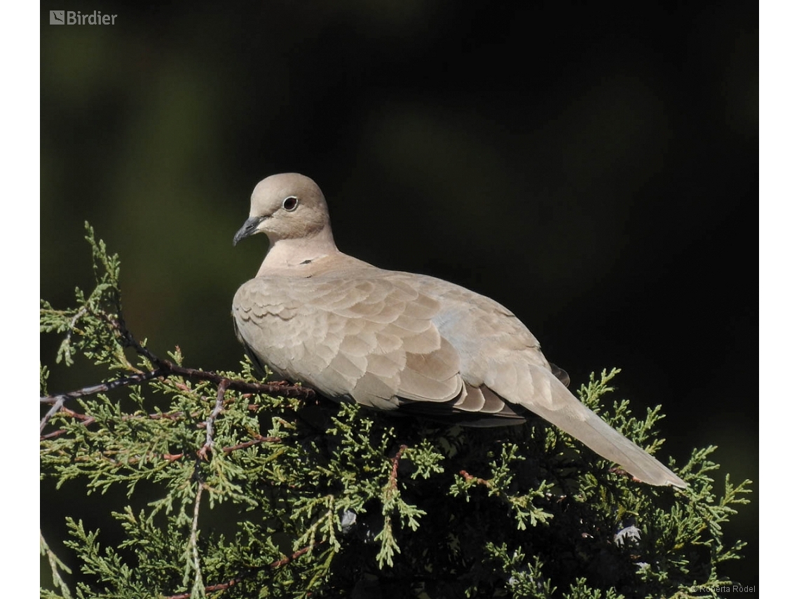 Streptopelia decaocto