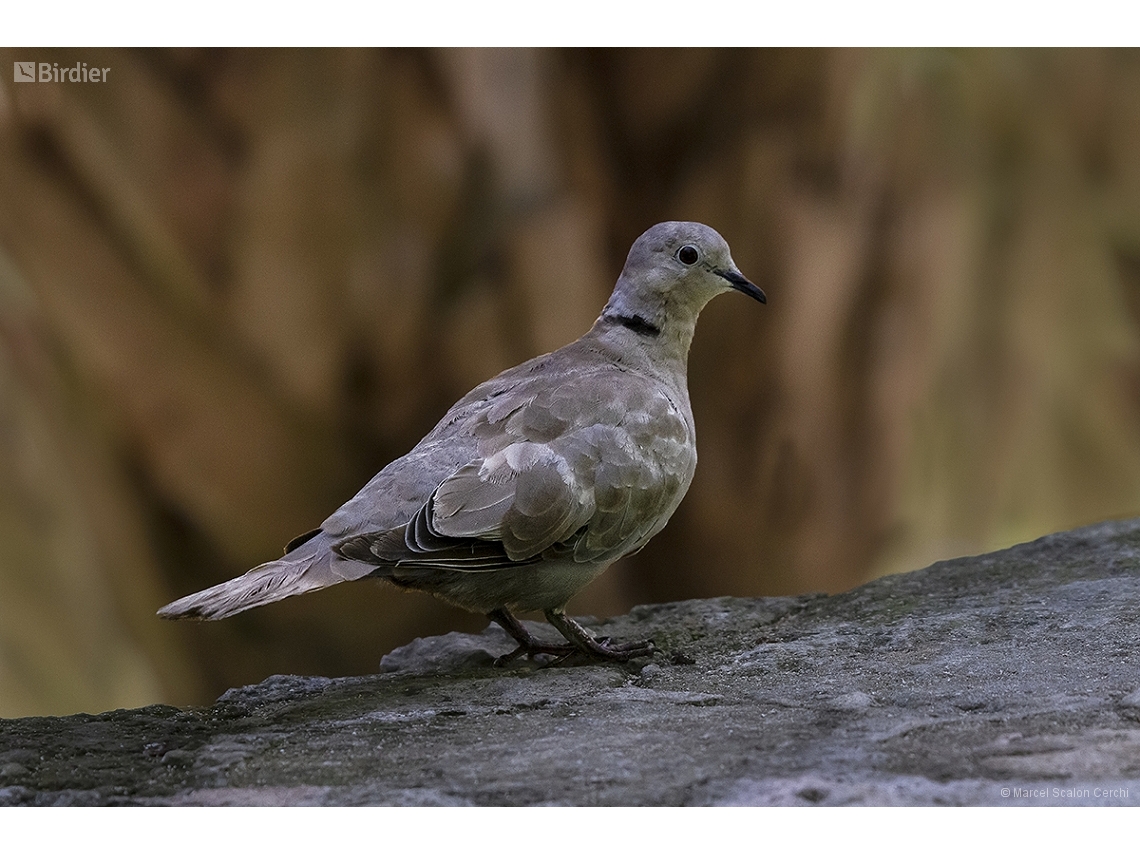 Streptopelia decaocto