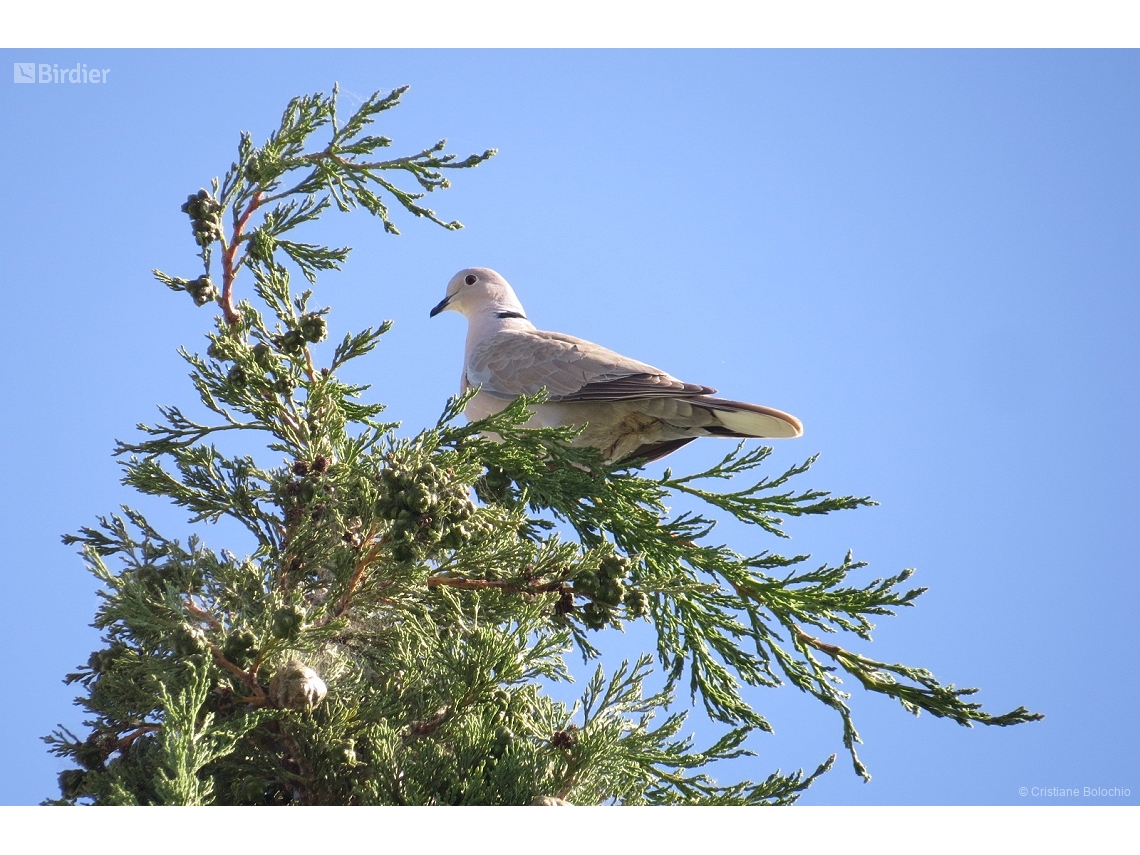 Streptopelia decaocto