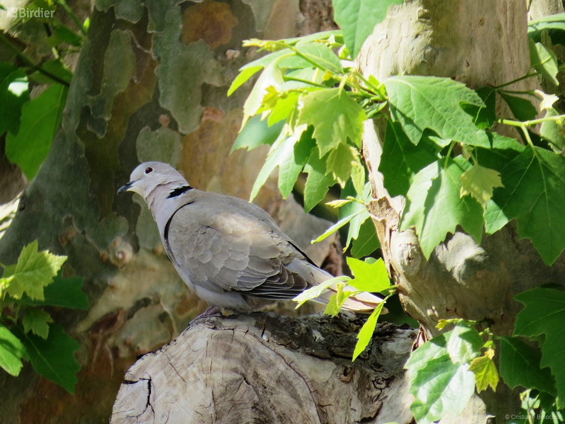 Streptopelia decaocto