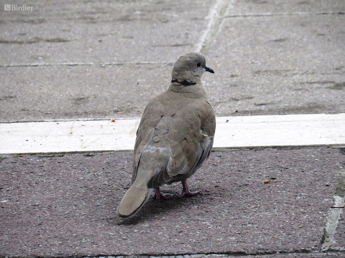 Streptopelia decaocto