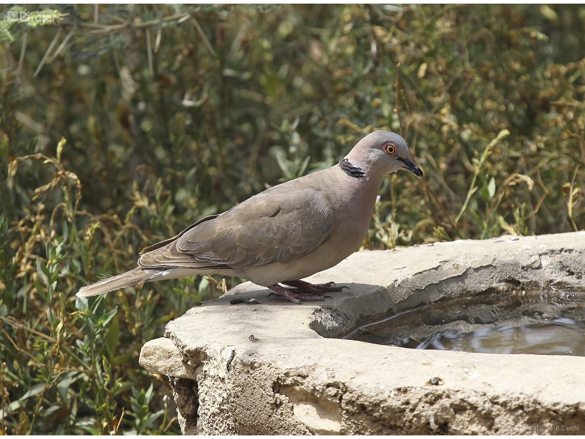 Streptopelia decipiens