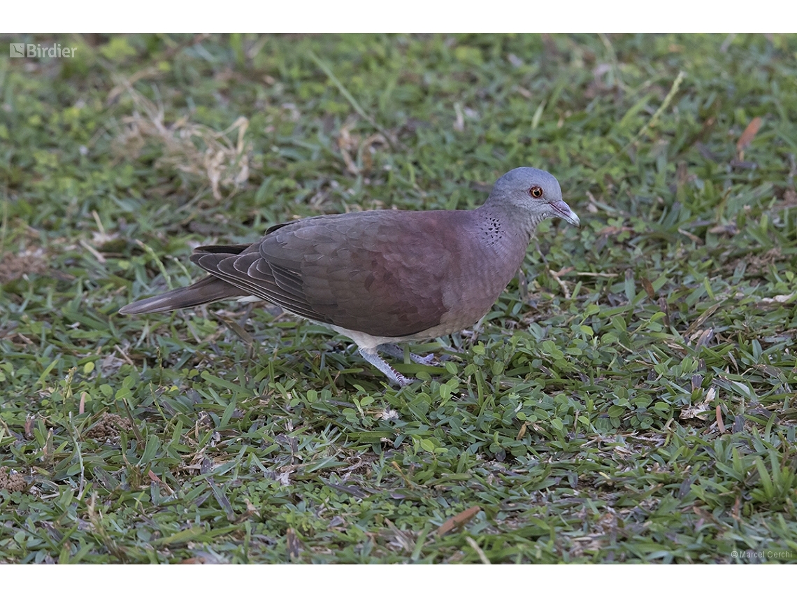 Nesoenas picturatus