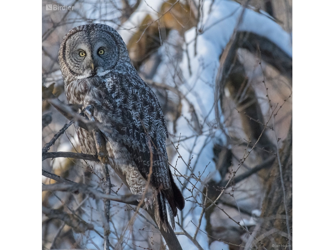 Strix nebulosa