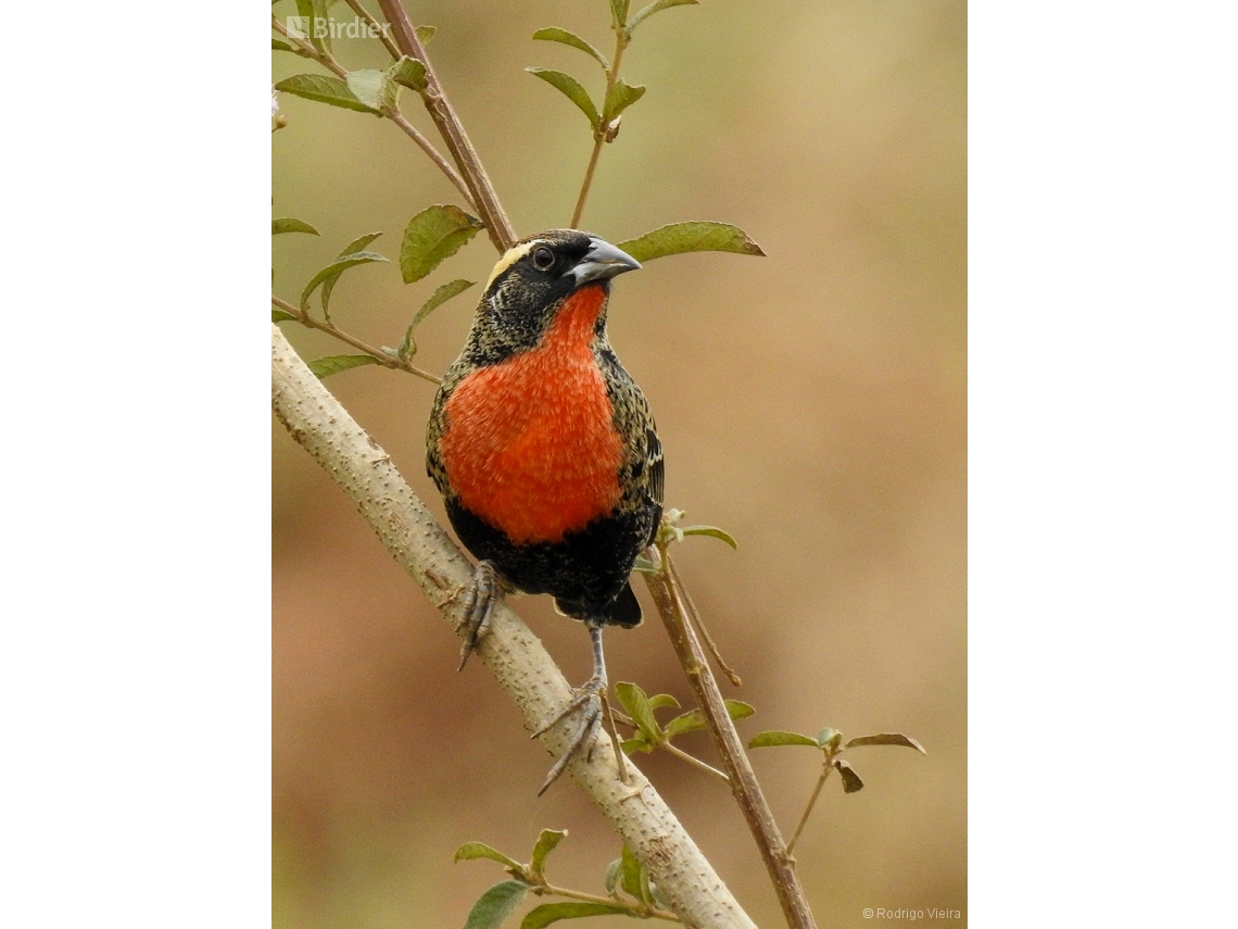 Leistes superciliaris