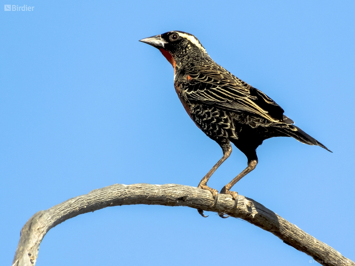 Leistes superciliaris