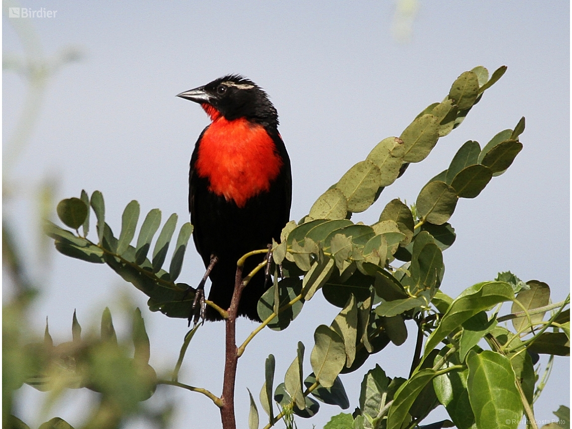 Leistes superciliaris