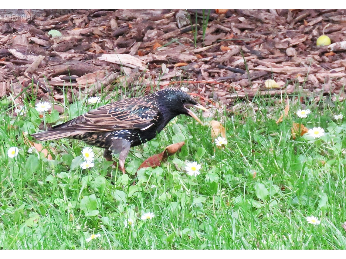 Sturnus vulgaris