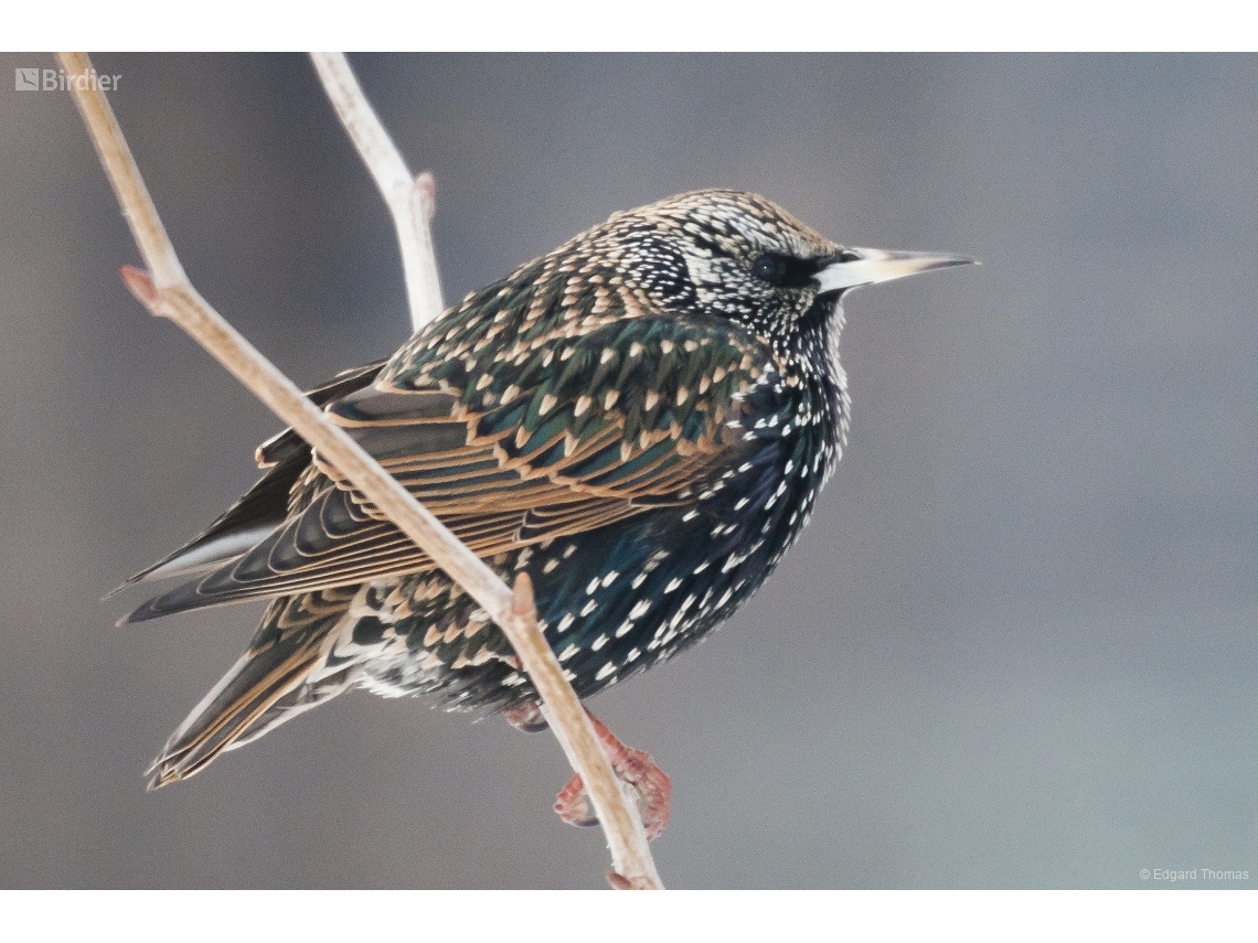 Sturnus vulgaris