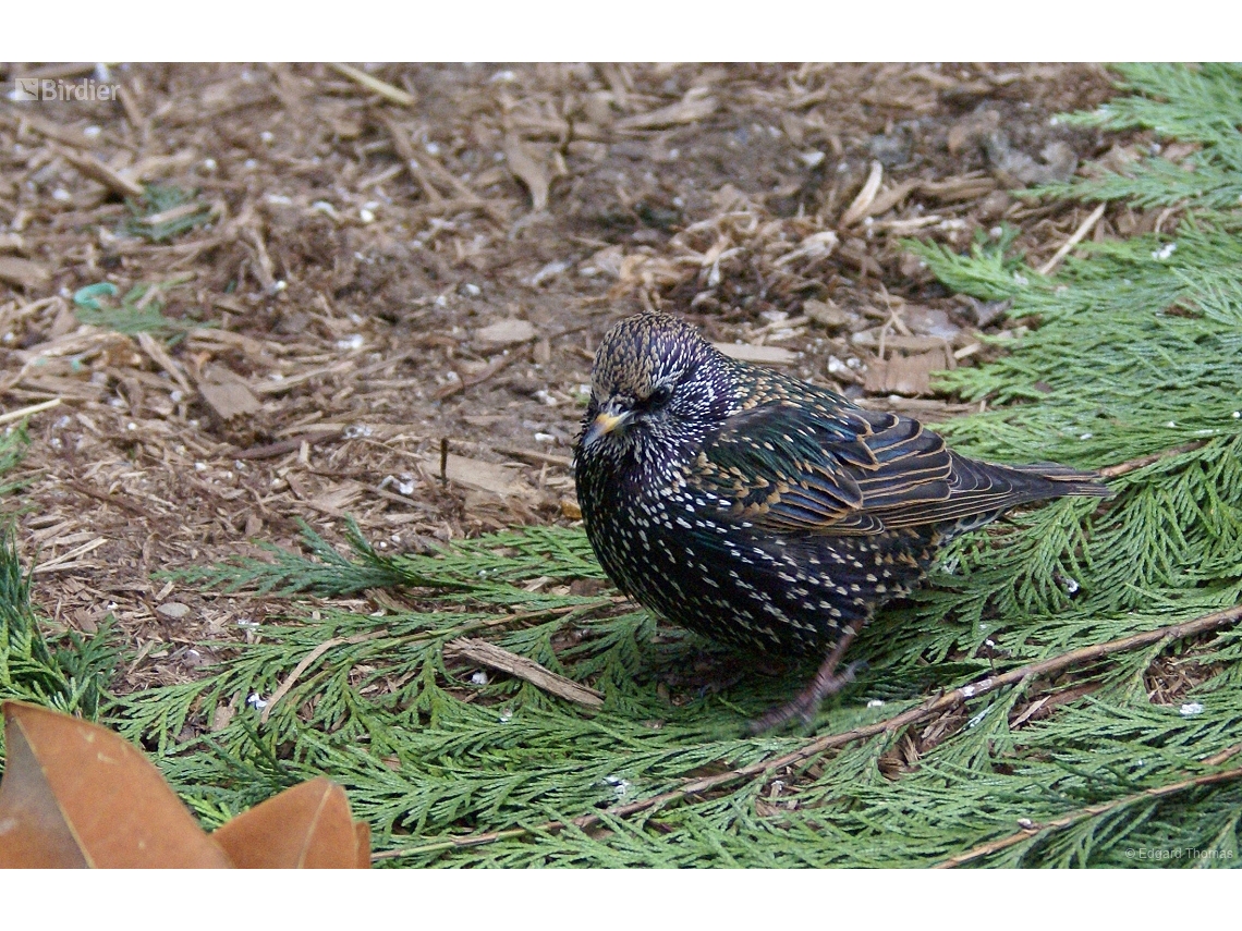 Sturnus vulgaris