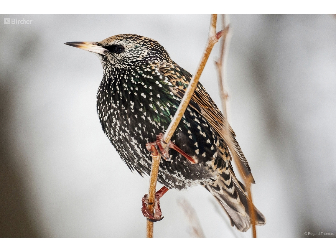 Sturnus vulgaris