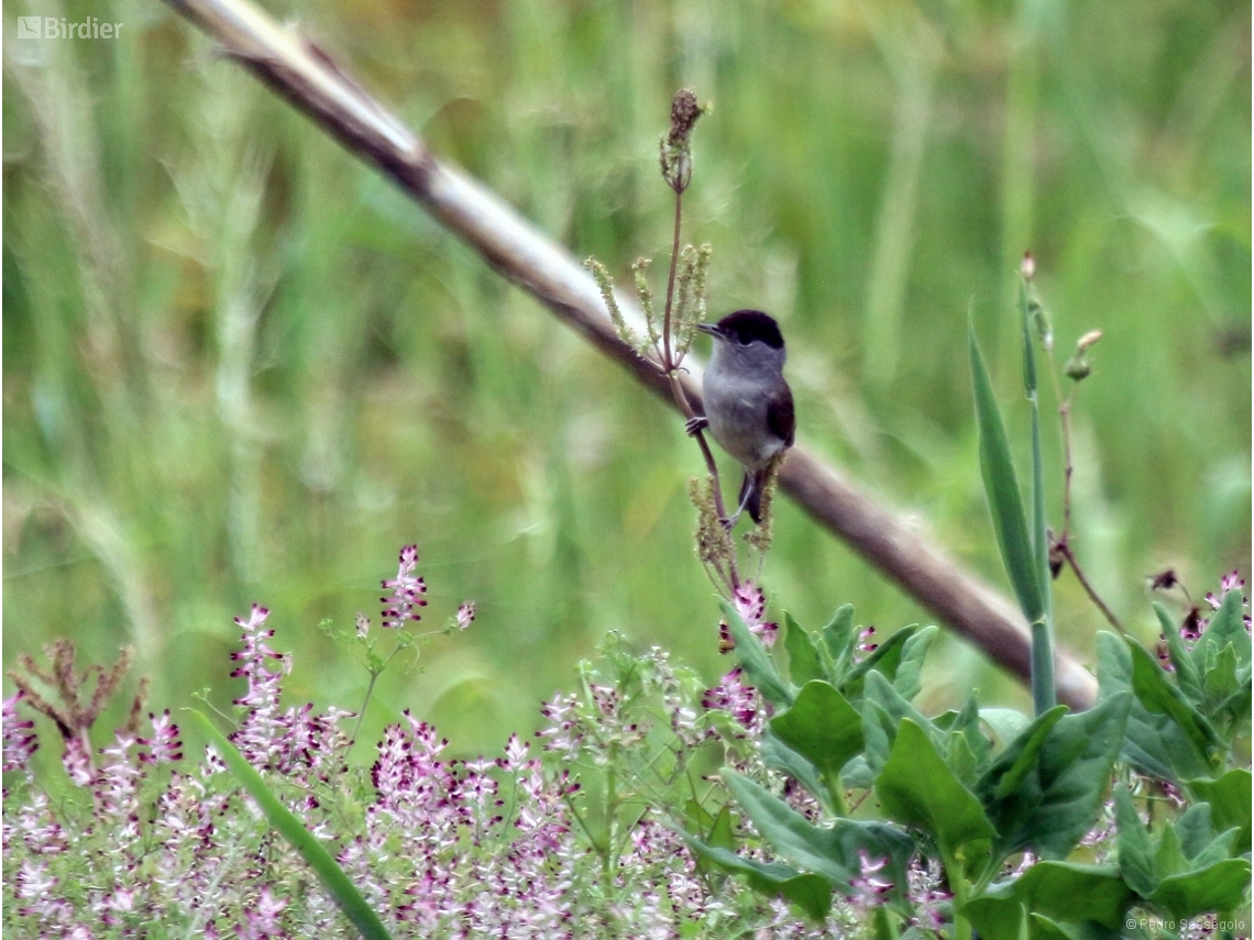 Sylvia atricapilla