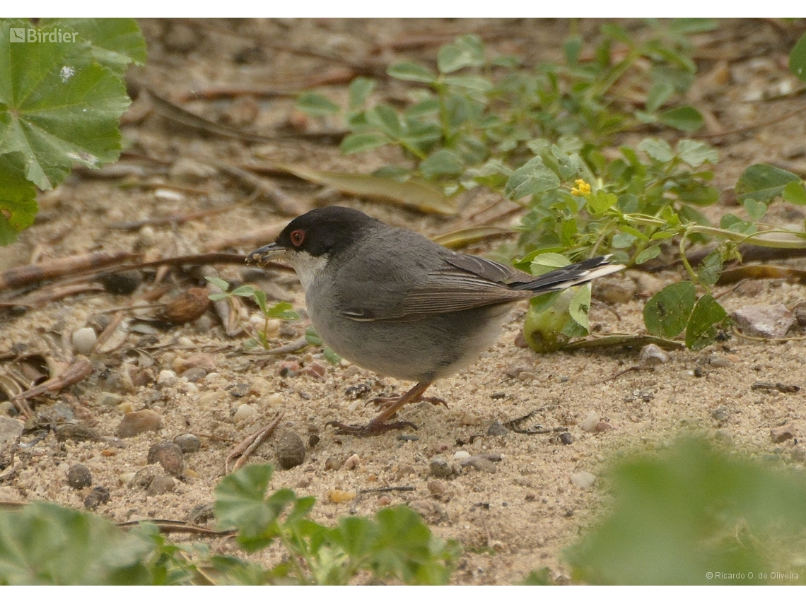 Curruca melanocephala