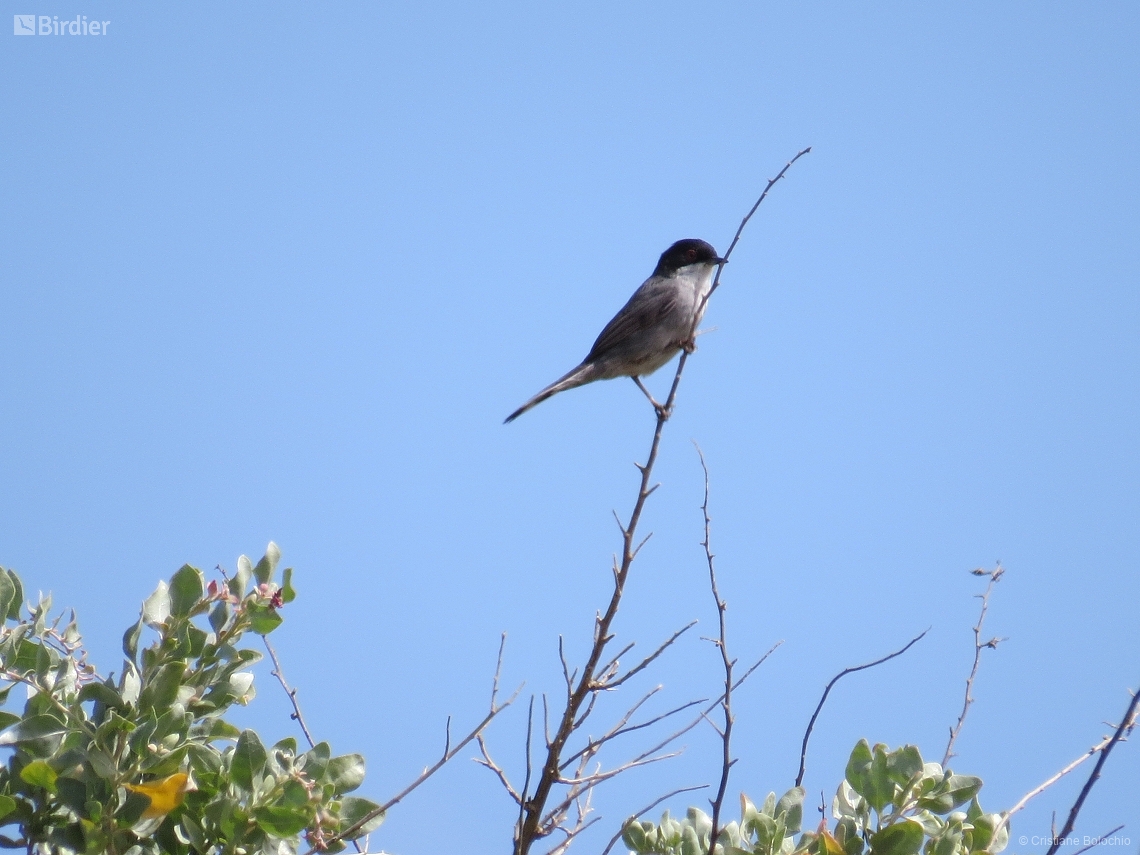 Curruca melanocephala