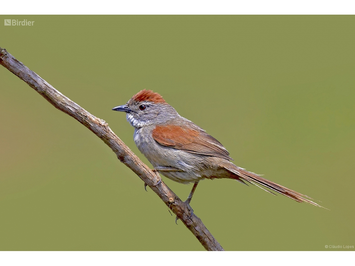 Synallaxis albescens
