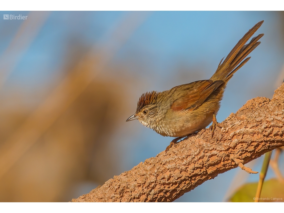 Synallaxis albescens