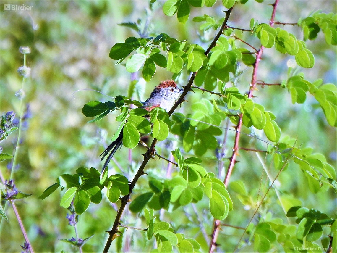 Synallaxis albescens