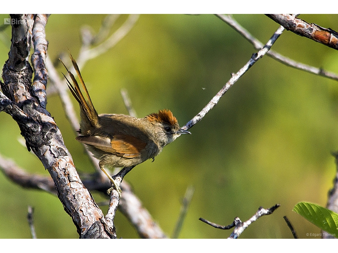 Synallaxis albescens