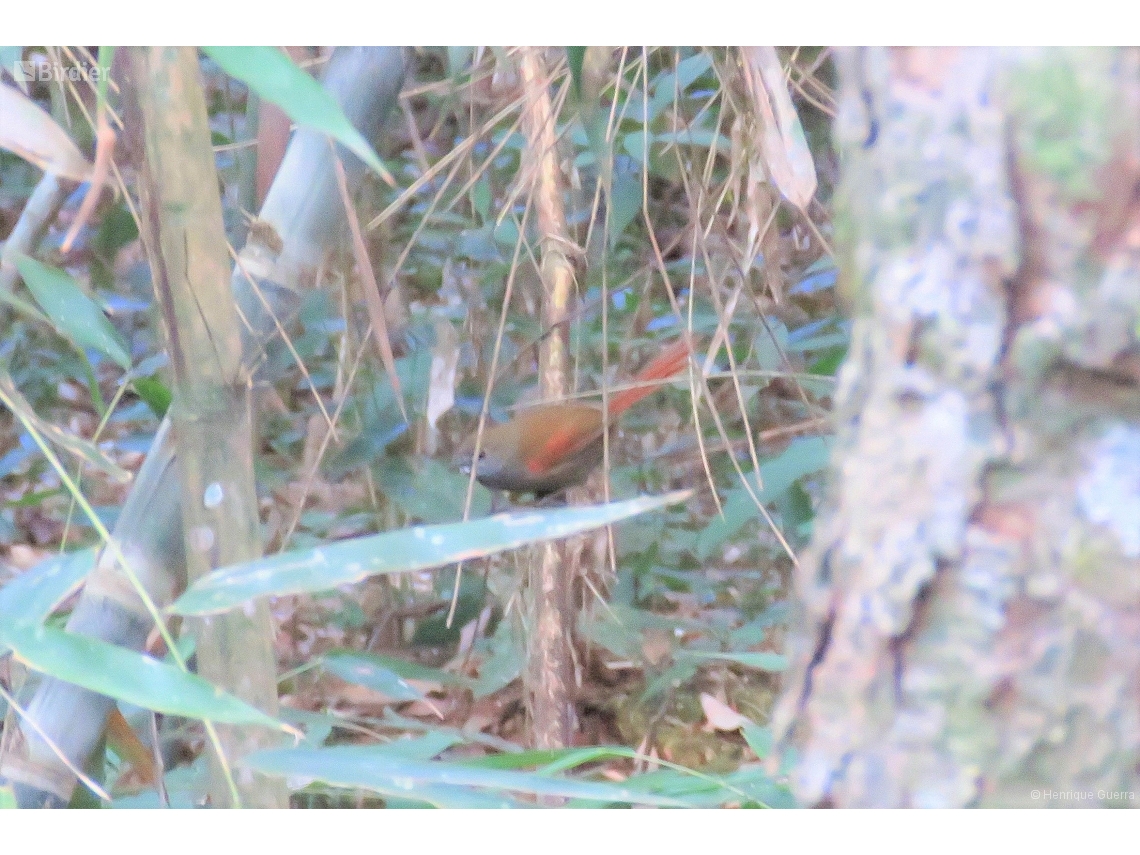 Synallaxis cinerascens