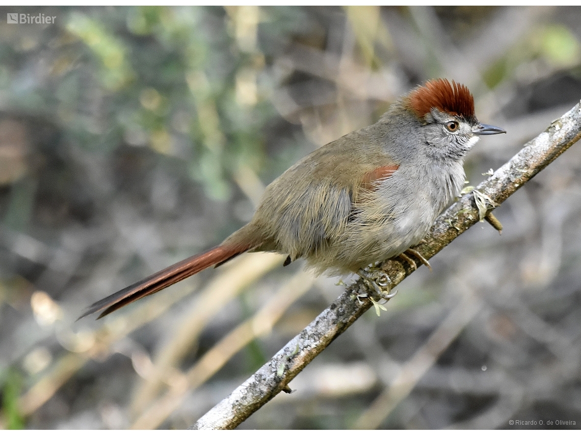 Synallaxis frontalis