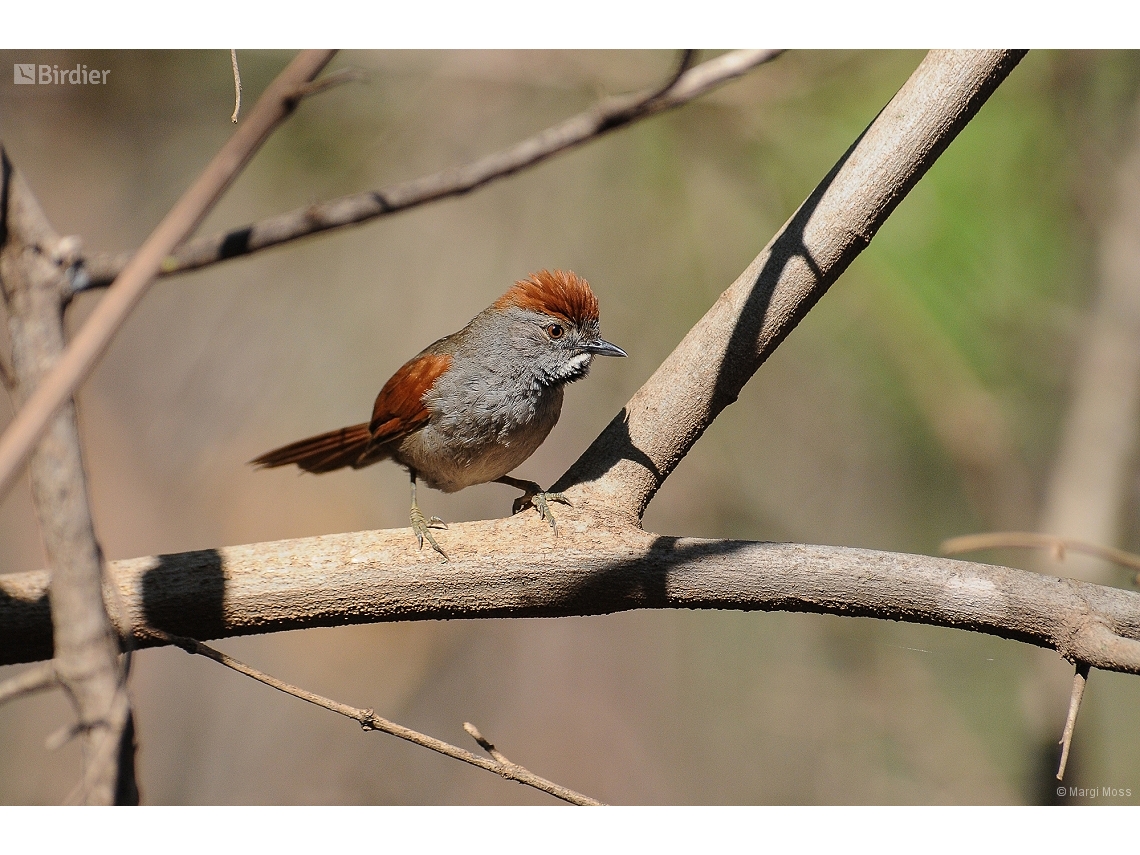 Synallaxis frontalis