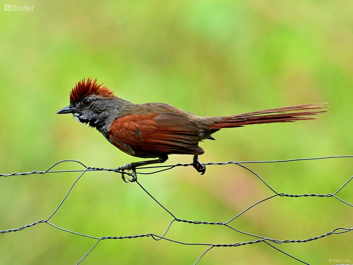 Synallaxis frontalis