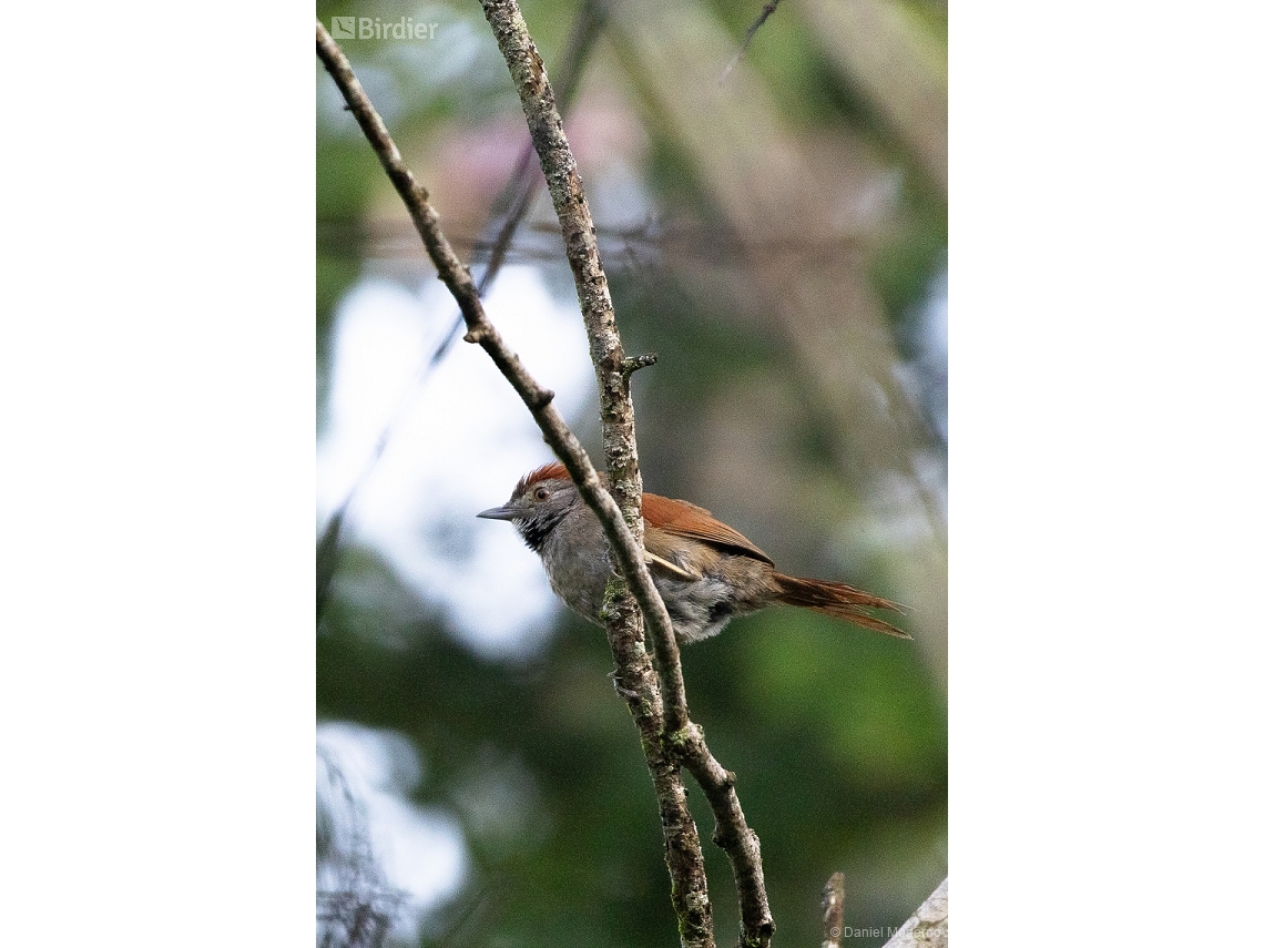 Synallaxis frontalis