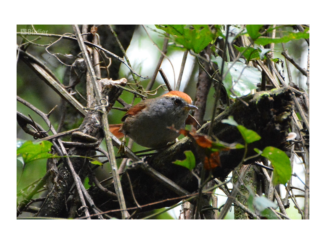 Synallaxis ruficapilla