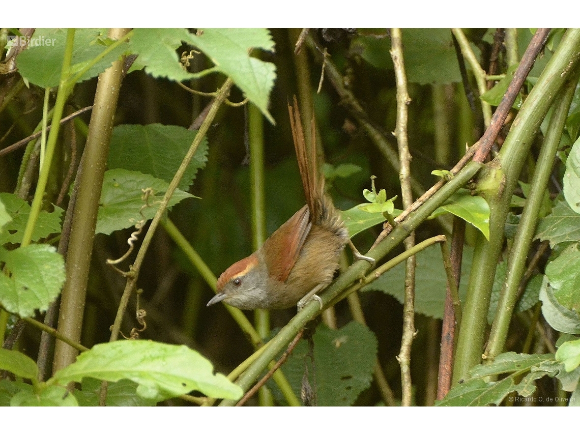 Synallaxis ruficapilla