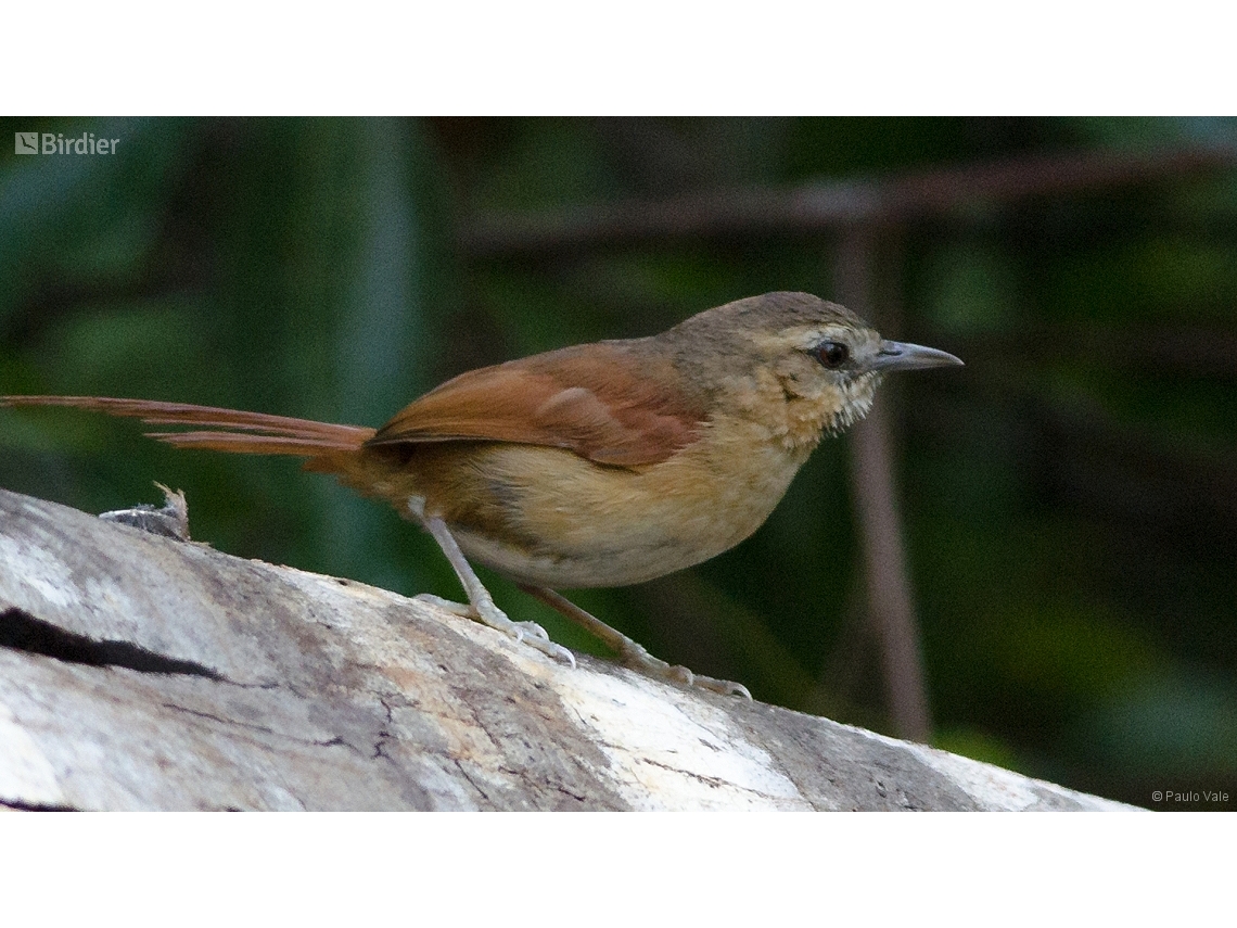 Synallaxis scutata