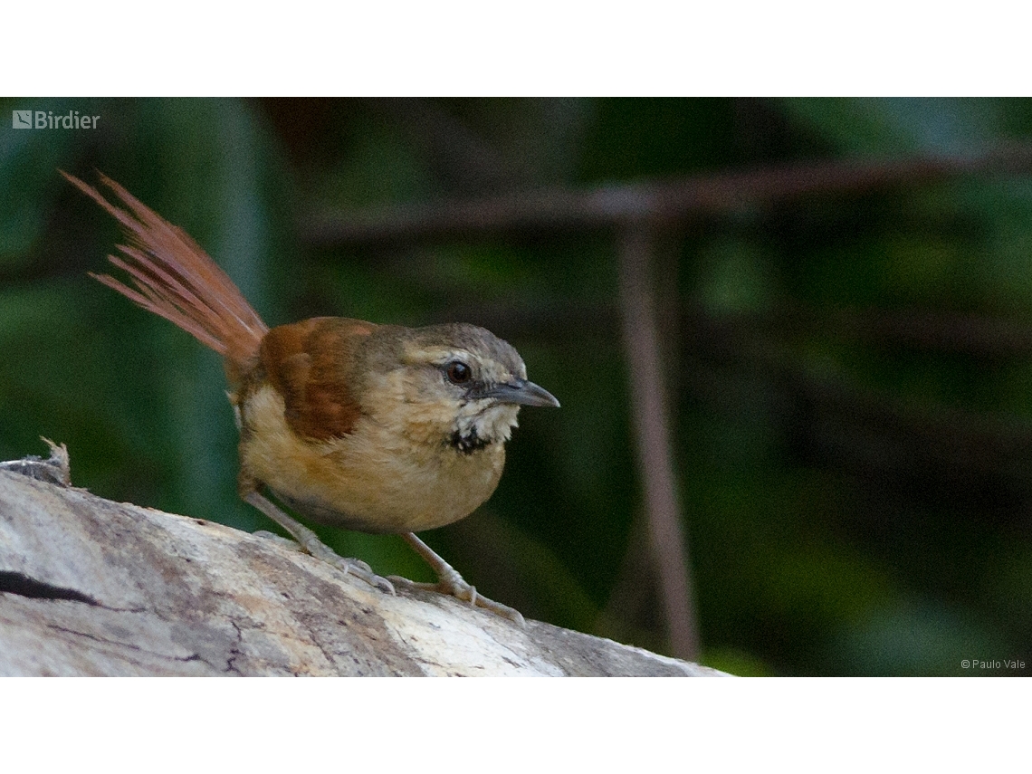Synallaxis scutata