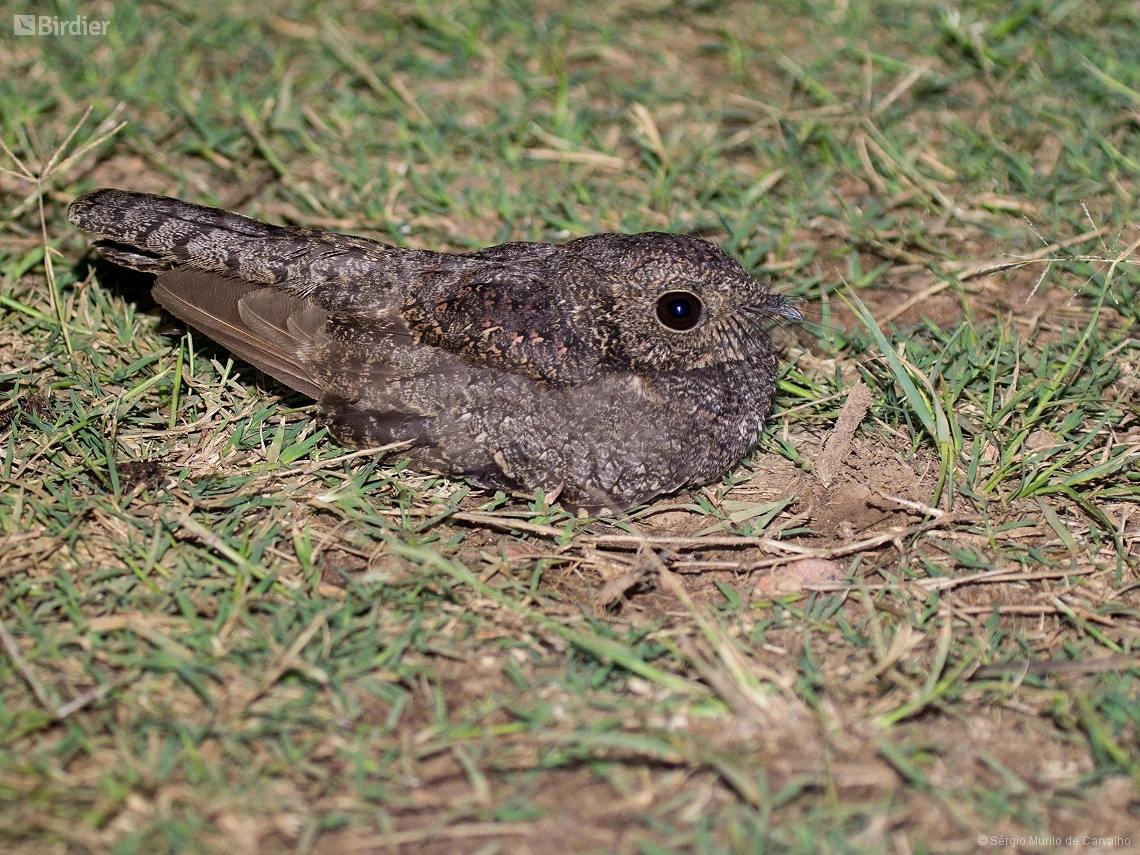 Systellura longirostris