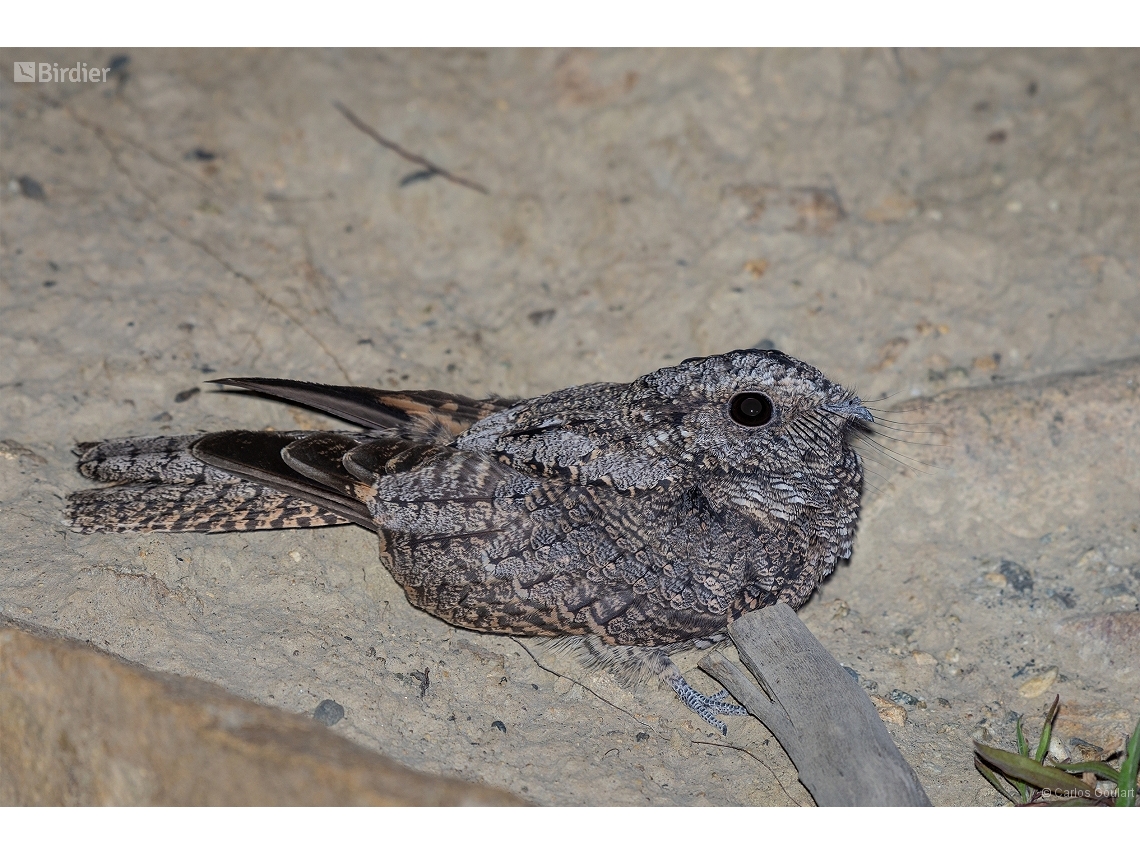 Systellura longirostris