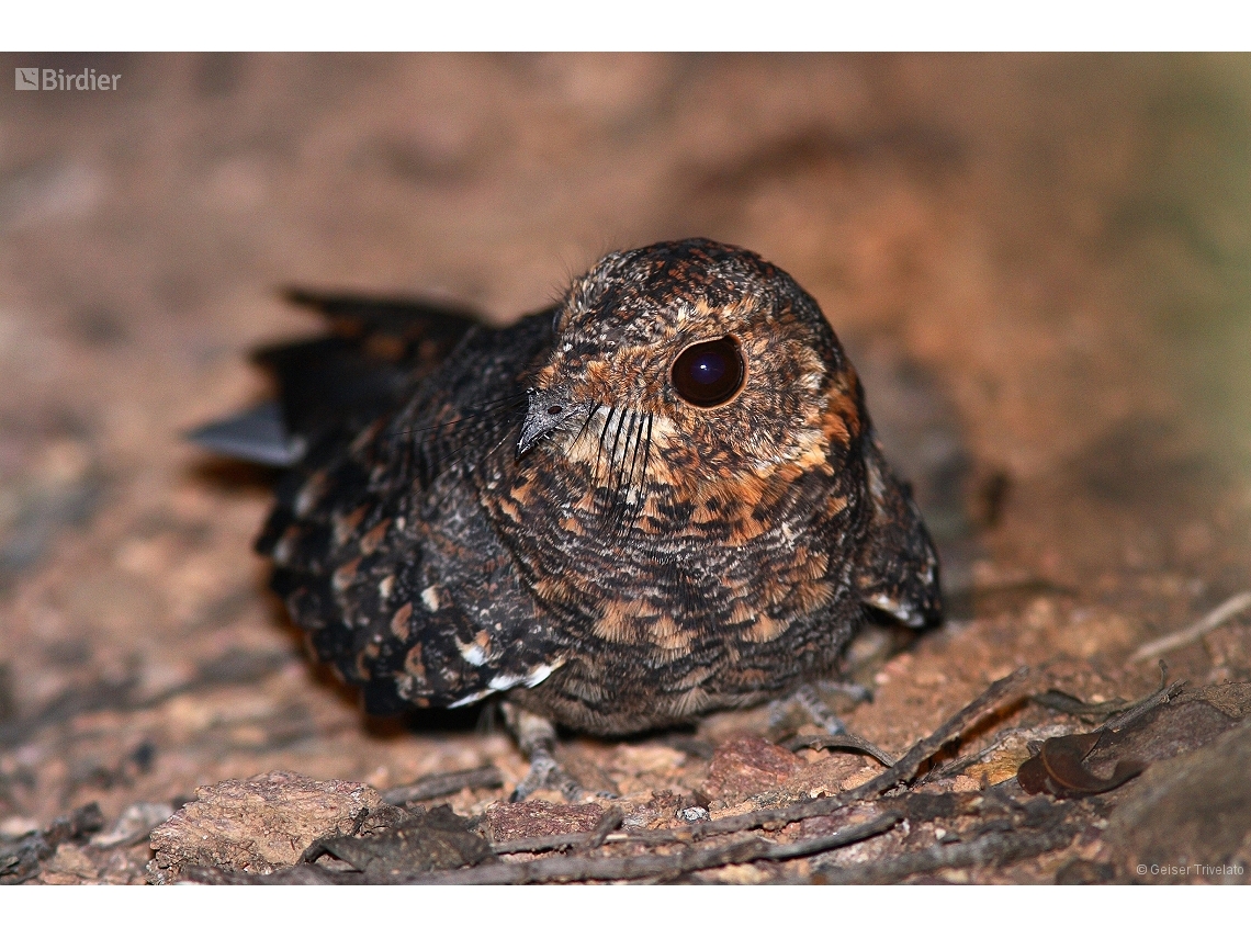 Systellura longirostris