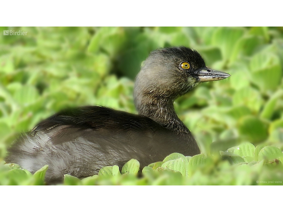 Tachybaptus dominicus