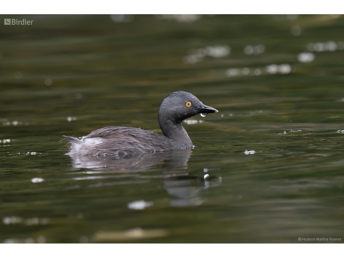 Tachybaptus dominicus