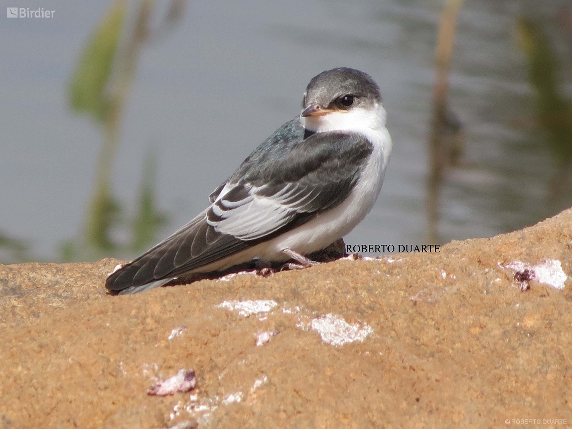 Tachycineta albiventer