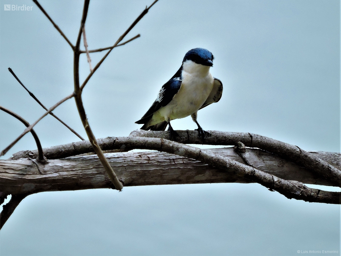 Tachycineta albiventer