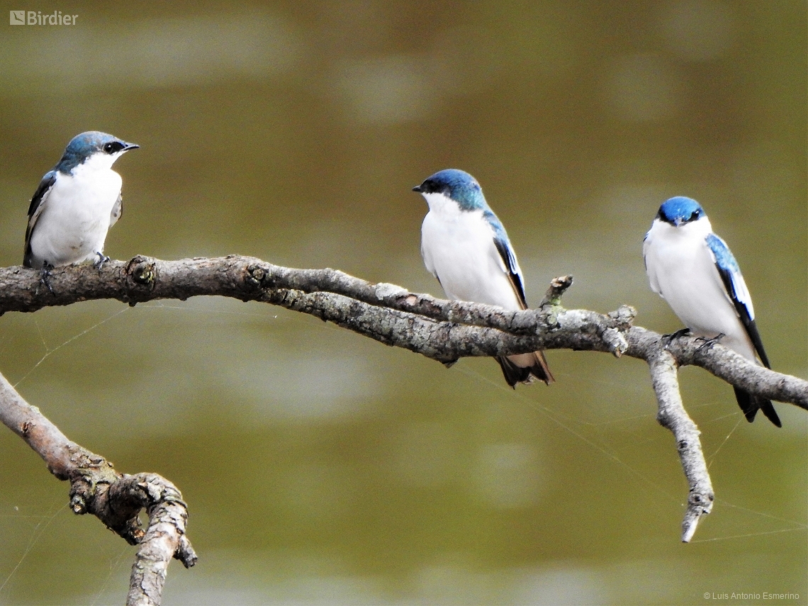 Tachycineta albiventer