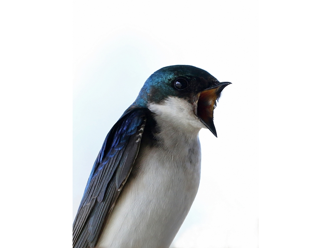 Tachycineta bicolor