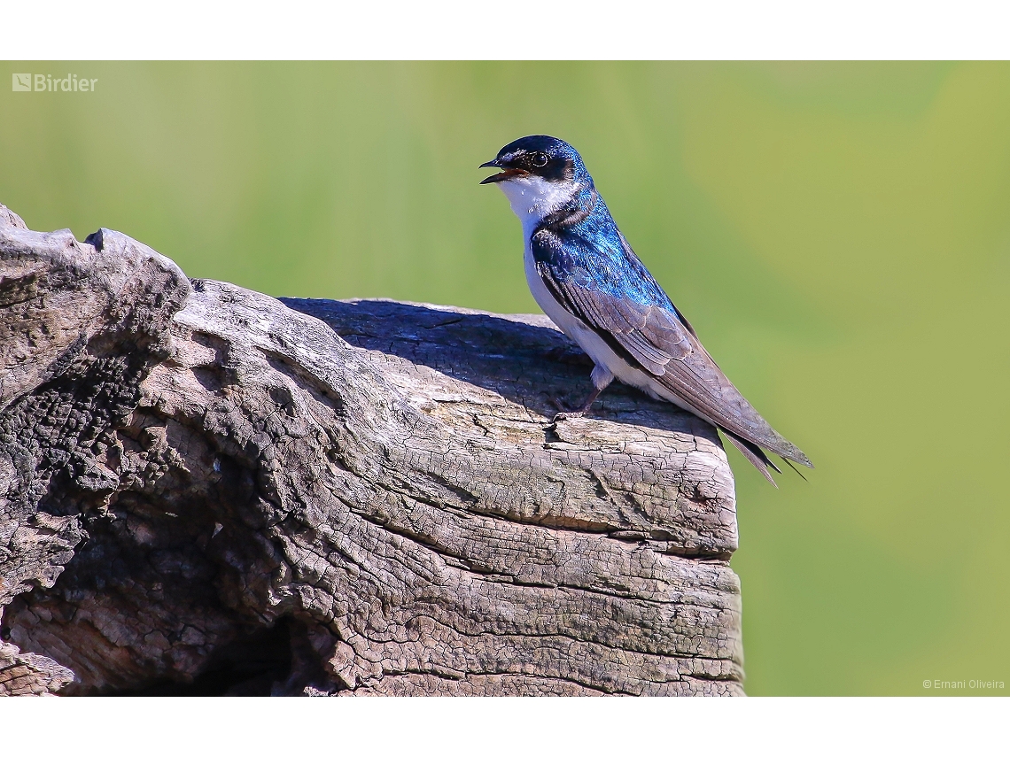 Tachycineta leucorrhoa