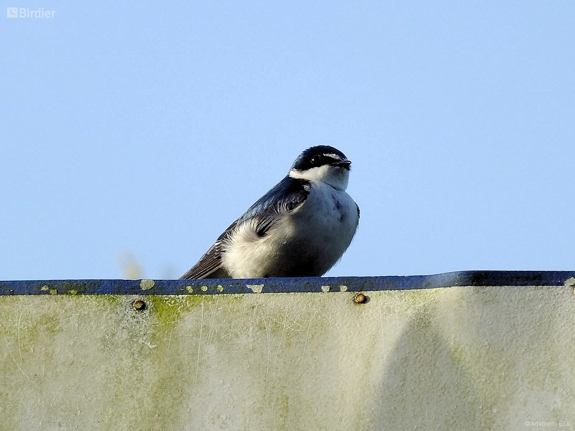 Tachycineta leucorrhoa